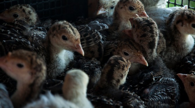 Trip to the Turkey Farm