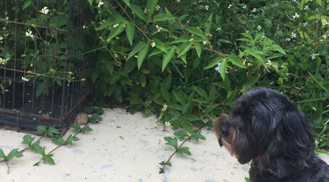 In which Sasha tries Xanax